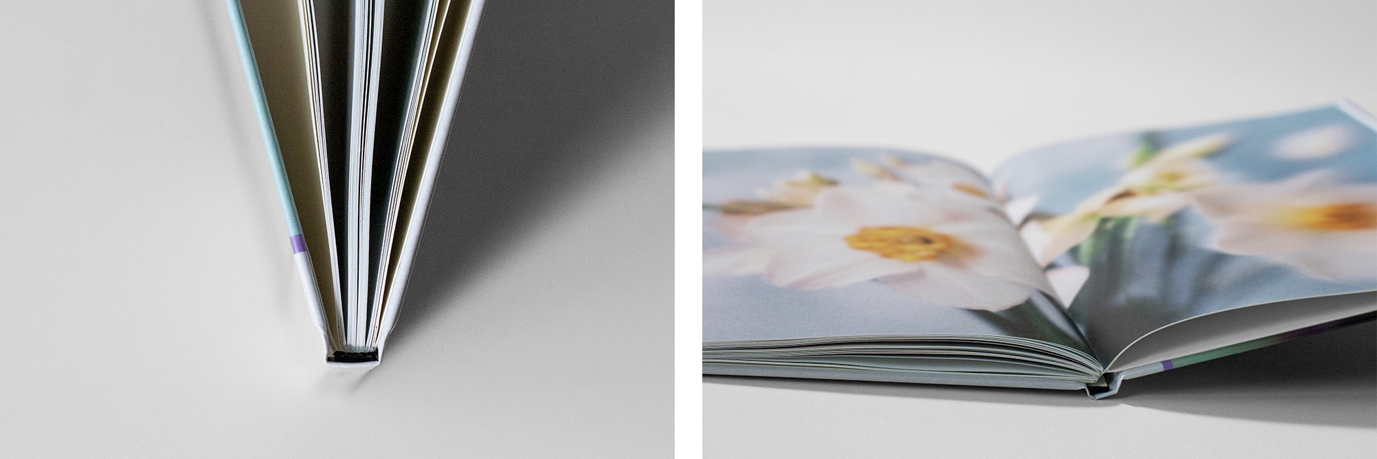 Petals Dancing in the Light Book